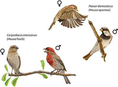 Anthropogenic Nest Materials May Increase Breeding Costs for Urban Birds